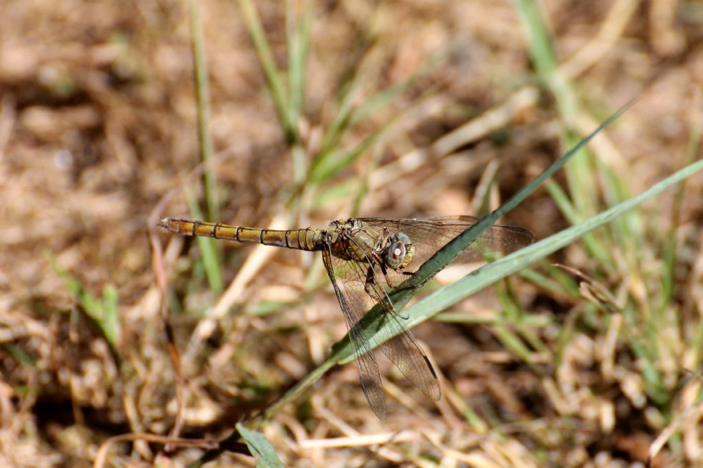 Orthetrum coerulescens,  femmina